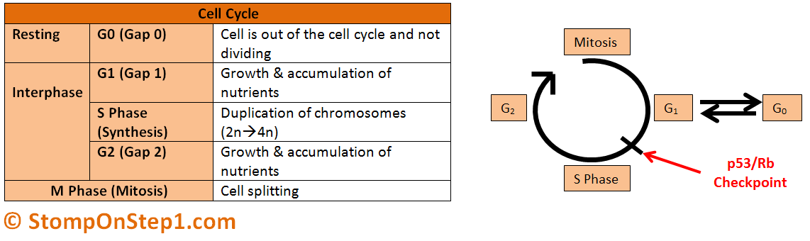 Interphase Stages With G0 Biology Diagrams