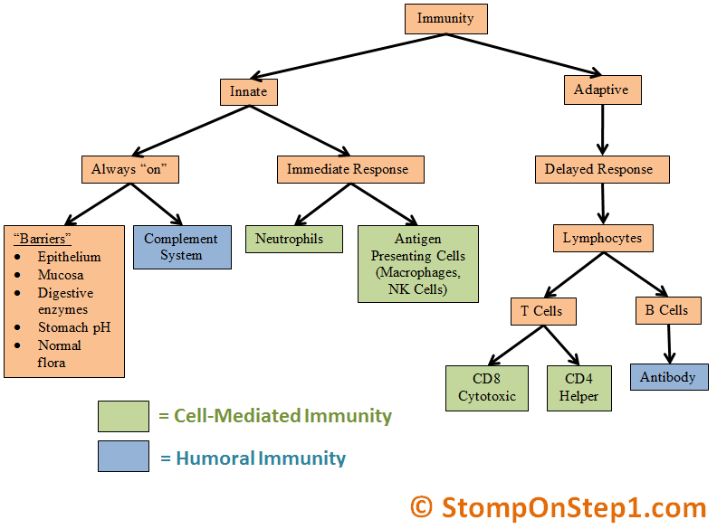 Flow Chart Of Cell Mediated Immunity