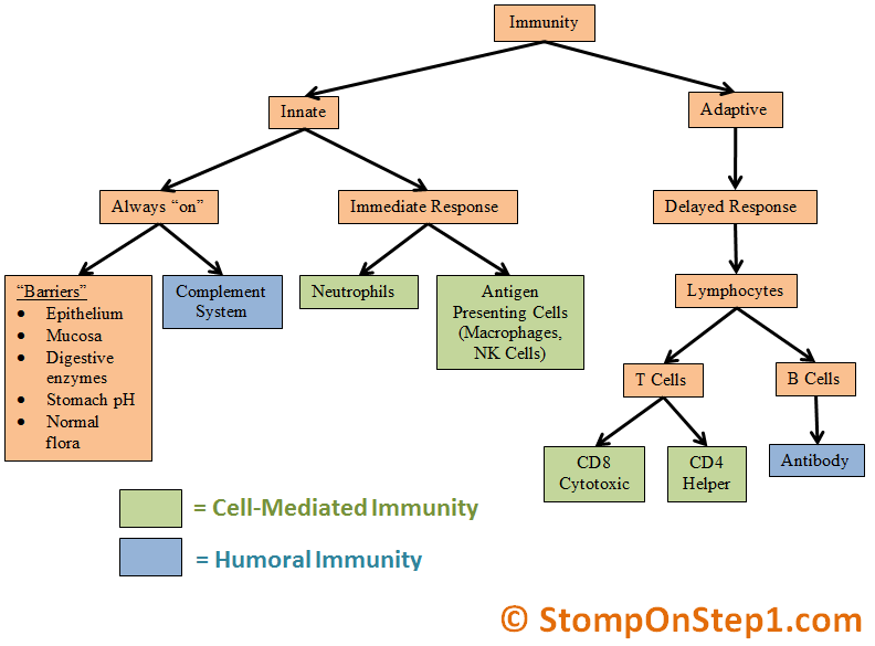 Humoral Immunity Flow Chart